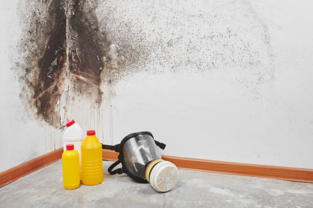 Trusted La Marque, TX Mold Removal Experts