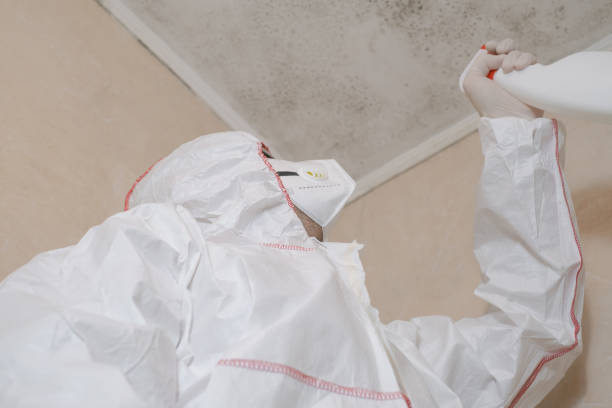 Best Commercial Mold Removal  in La Marque, TX