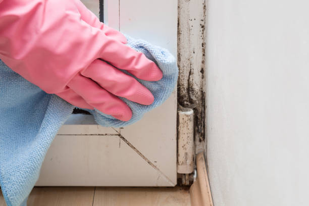 Best Mold Cleaning Services  in La Marque, TX